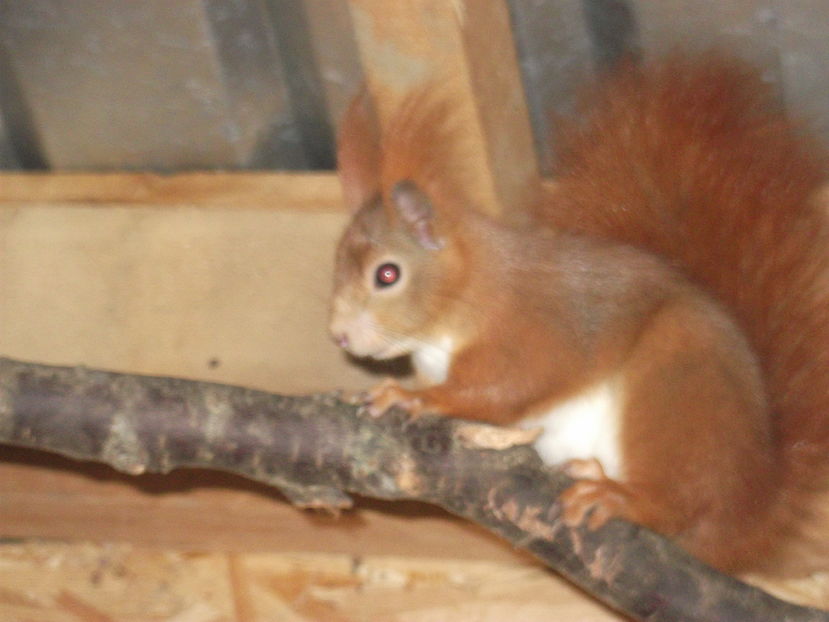  - veverite autohtone