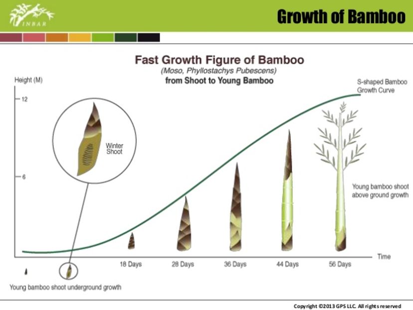 Moso Bamboo diagrama  crestere; Seminte de Moso Bamboo cu grad de germinatie de 80% pina in martie 2017 la pretul de 5 RON - 7 seminte.
