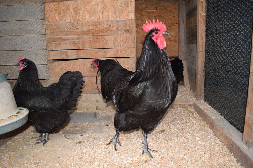 Australorp Negru Matca 2017