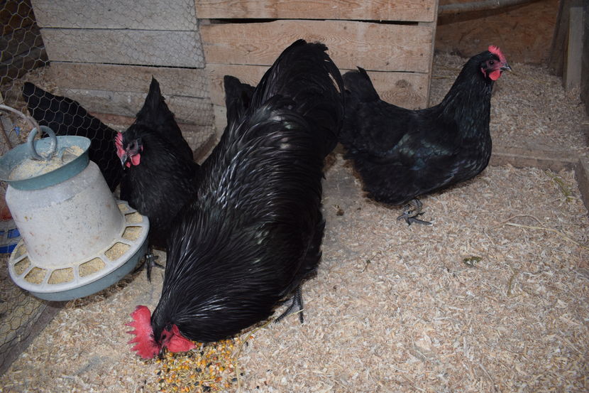 Australorp Negru Matca 2017