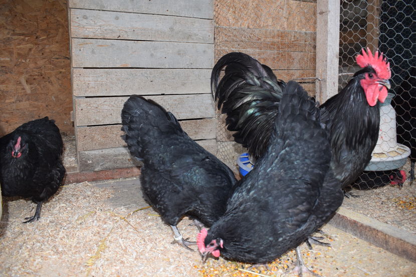 Australorp Negru Matca 2017