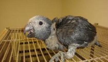 DSC02828-235x136 - AFRICAN GREY