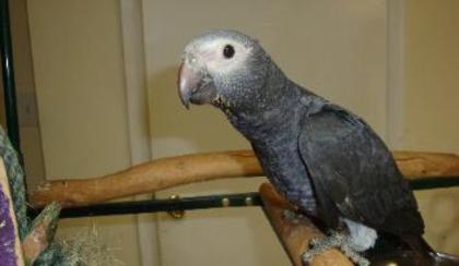 DSC03052-353x205 - AFRICAN GREY