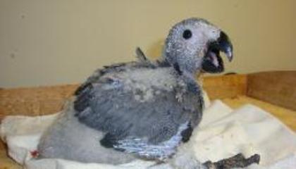 DSC03658-256x146 - AFRICAN GREY