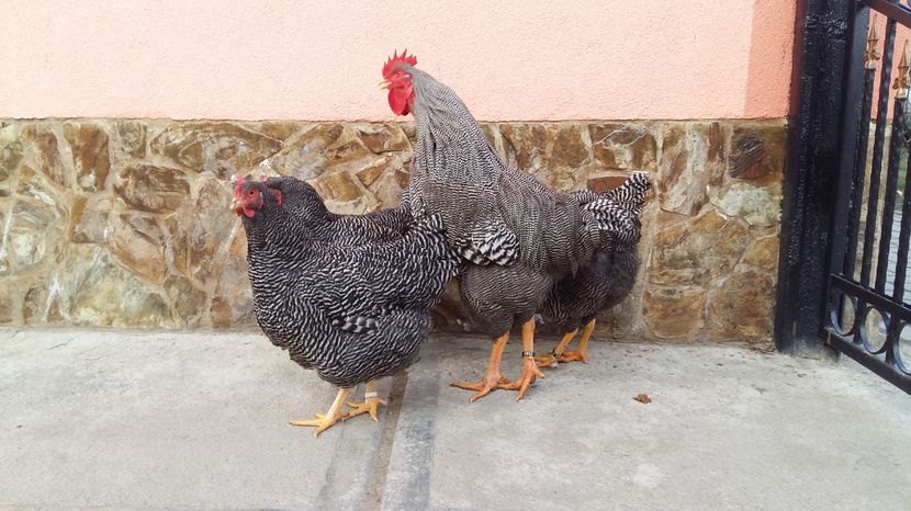  - fam 1 plymouth rock barat 2018