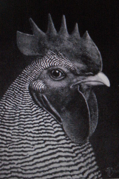 IDEAL HEAD OF STANDARD BARRED PLYMOUTH ROCK MALE - A-CONTACT