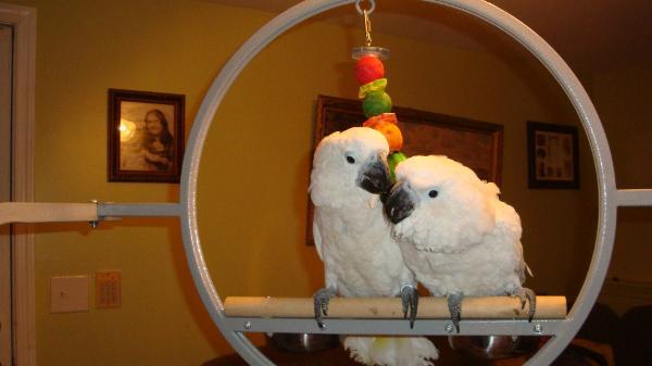 DSC03565-600x337 - COCKATOOS