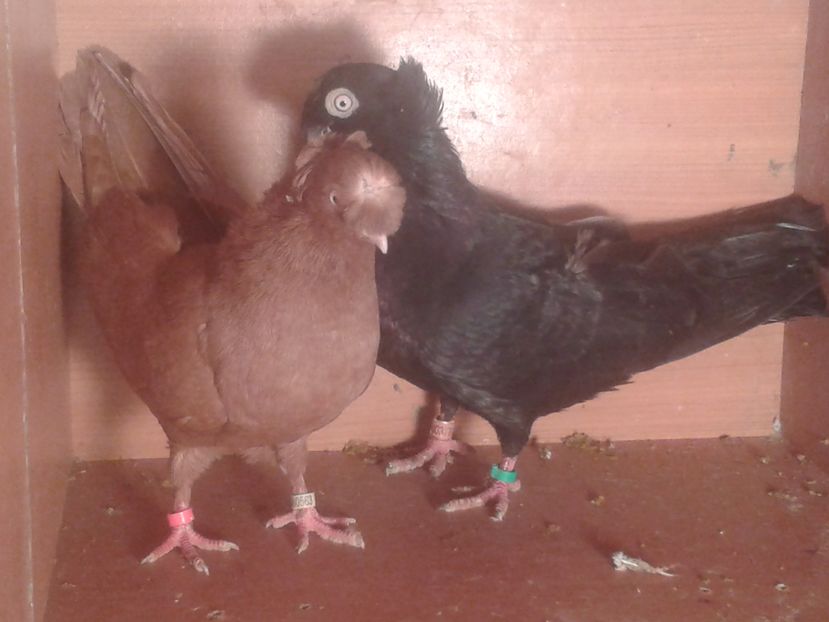  - jucatori de calarasi matca 2017