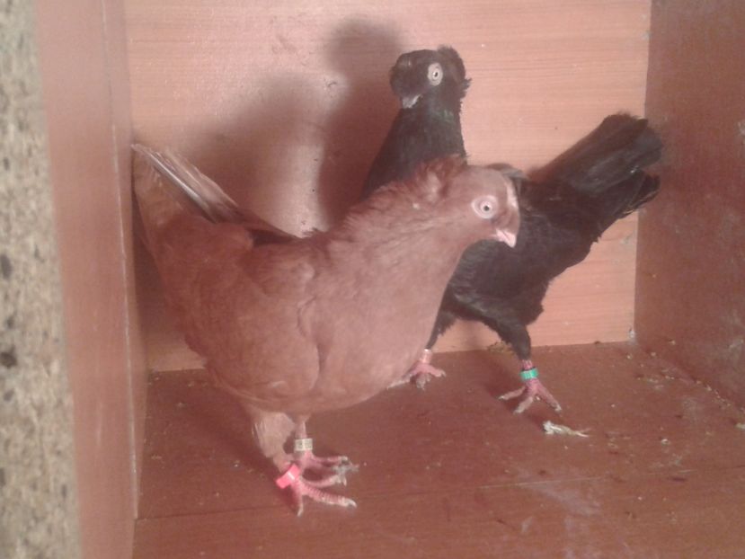  - jucatori de calarasi matca 2017