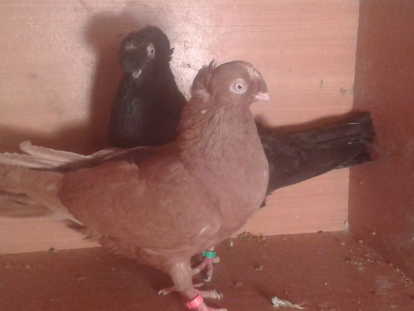  - jucatori de calarasi matca 2017