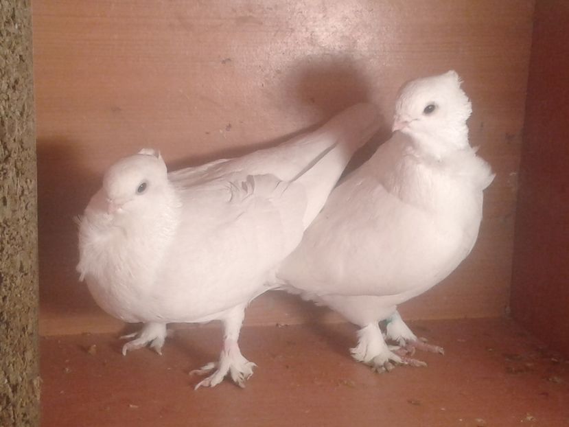  - misirli matca 2017