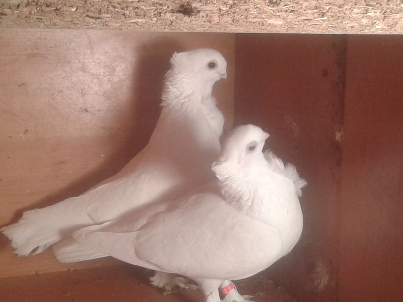  - misirli matca 2017