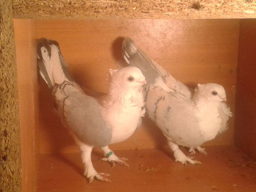  - misirli matca 2017