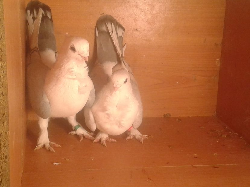  - misirli matca 2017