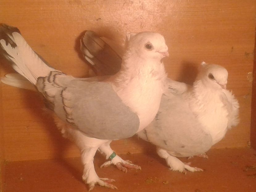  - misirli matca 2017