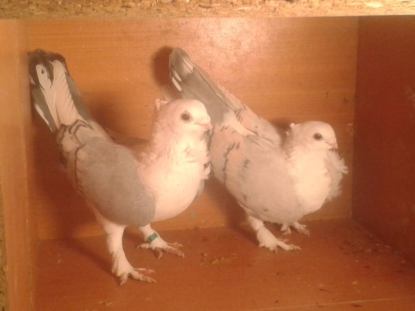  - misirli matca 2017