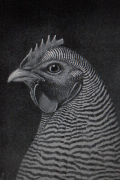 IDEAL HEAD OF STANDARD BARRED PLYMOUTH ROCK FEMALE