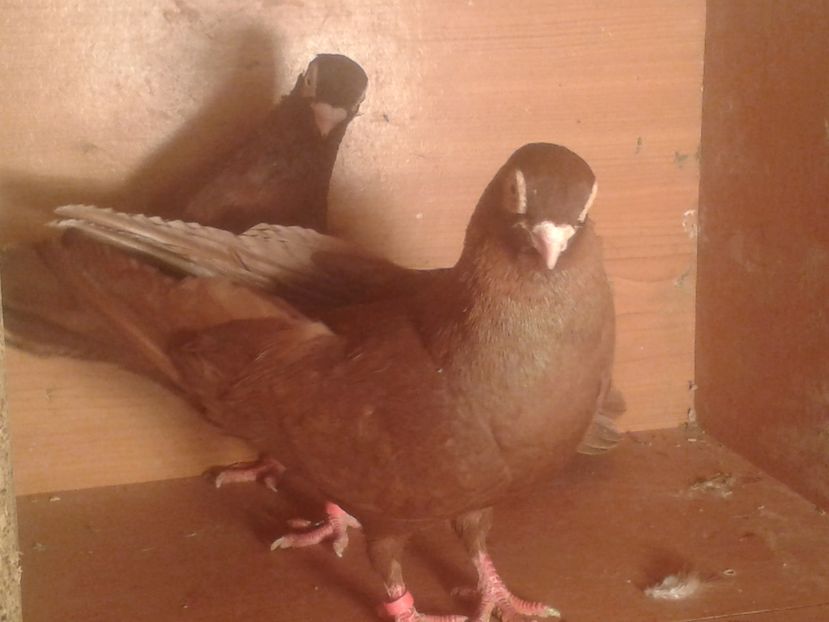  - galateni matca 2017