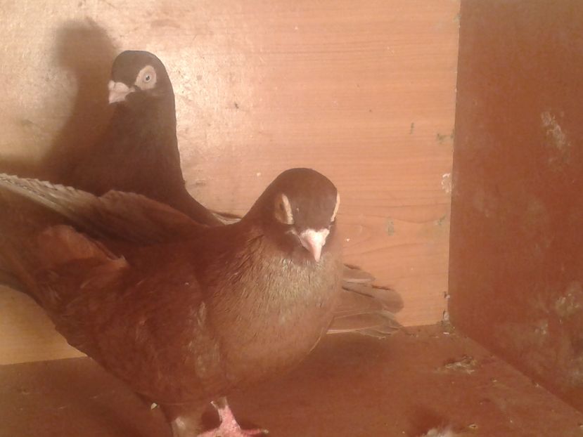  - galateni matca 2017