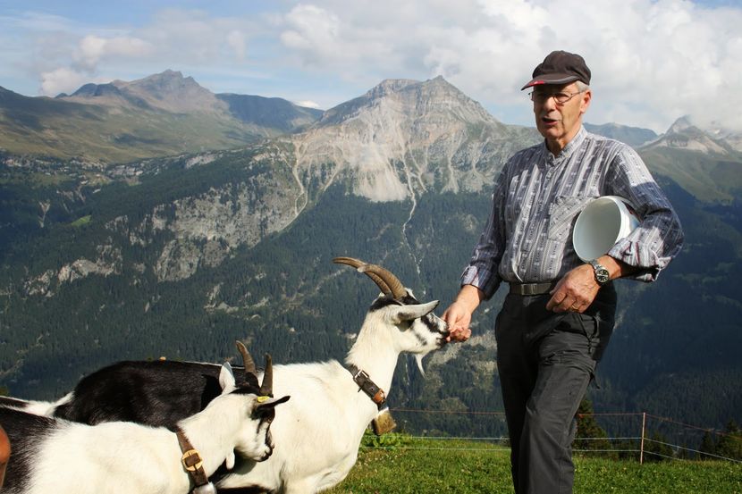 Alpii si caprele Paun - Rase de oi si capre poze deosebite 13