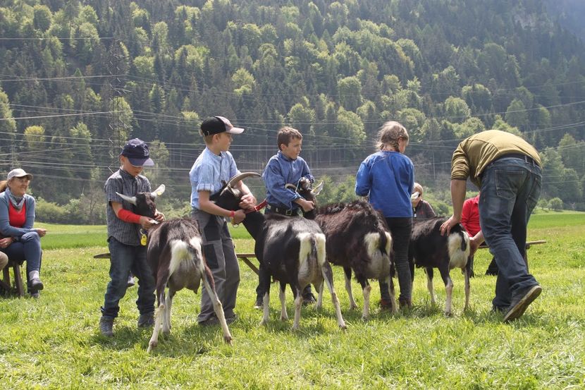 Alpinele britanice cu copii - Rase de oi si capre poze deosebite 13
