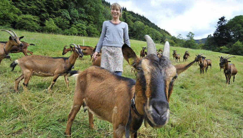 Alpinele la pascut-nh7