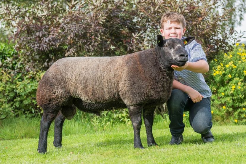 Berbec Blue Texel cu un copil