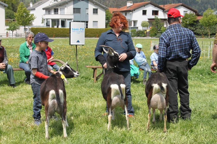 Britanicele cu lapte