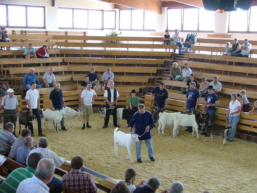 Capre frumoase da- hy776