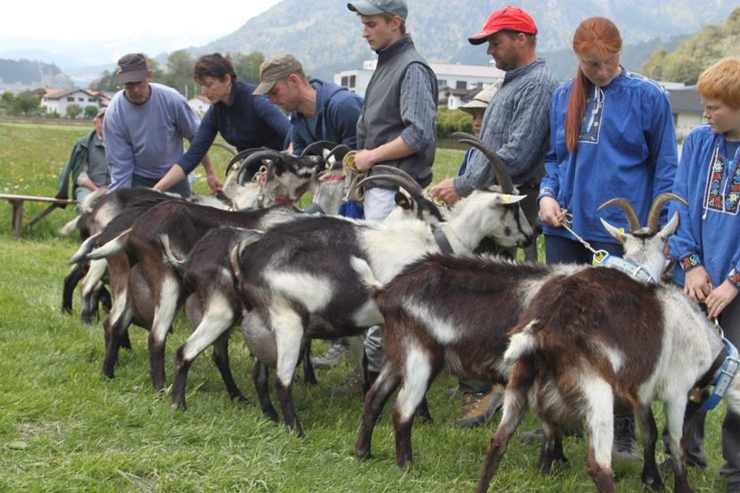 Caprele Paun la examinare