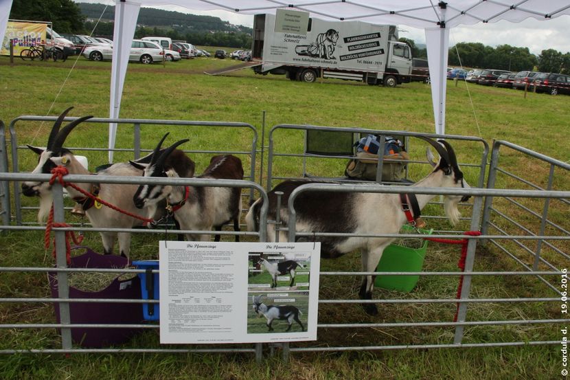 Caprele Paun la Targ-p76