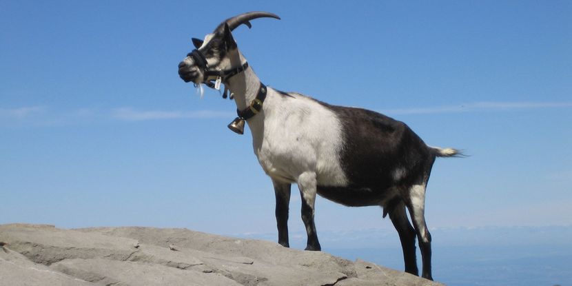 Caprita Paun pe stanca