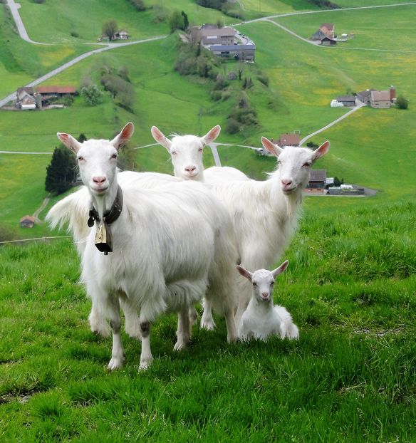 Capritele albe pe munte la pascut-6h