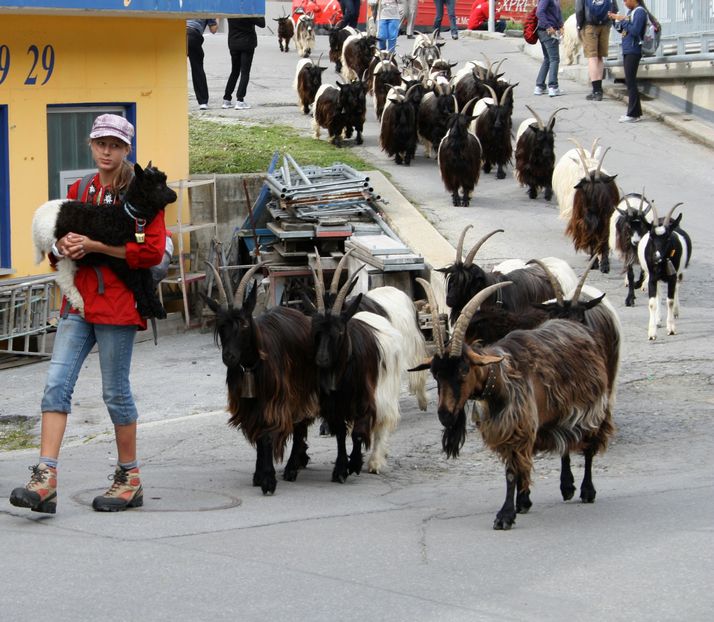 Capritele Walliser la drum-7cs - Rase de oi si capre poze deosebite 13