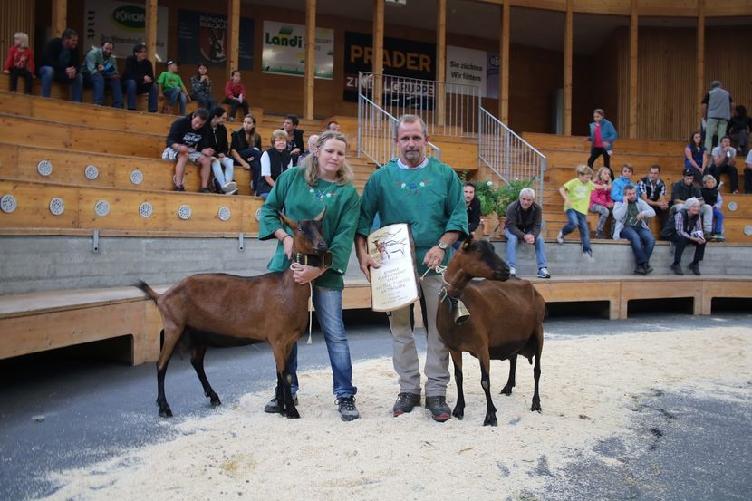 Castigatoare la lapte-8pp