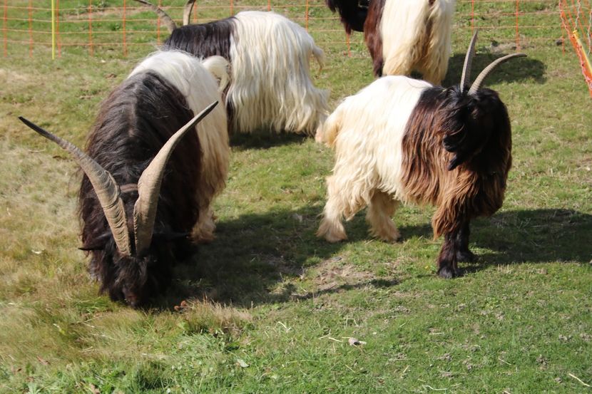 Coarne ca lumea-887u