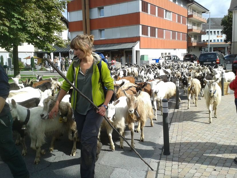 Cu caprele prin orasel,,, - Rase de oi si capre poze deosebite 13