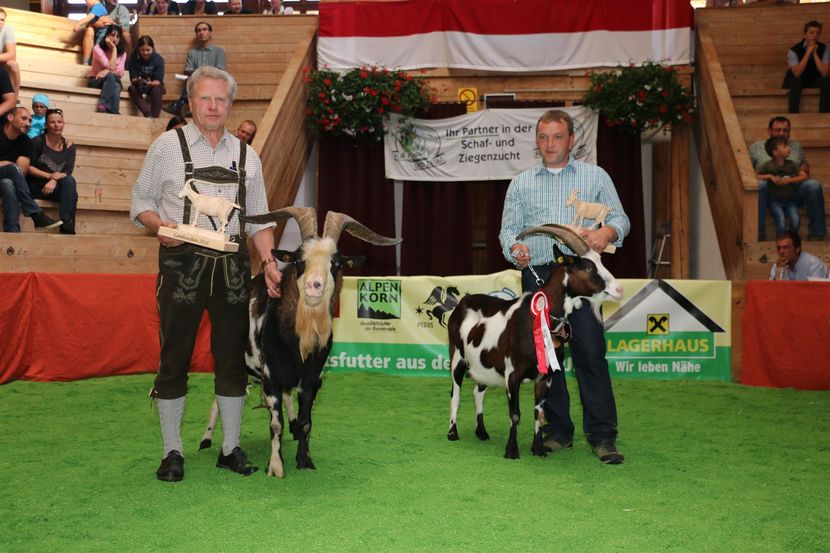 Da , castigatorii frumosi - Rase de oi si capre poze deosebite 13