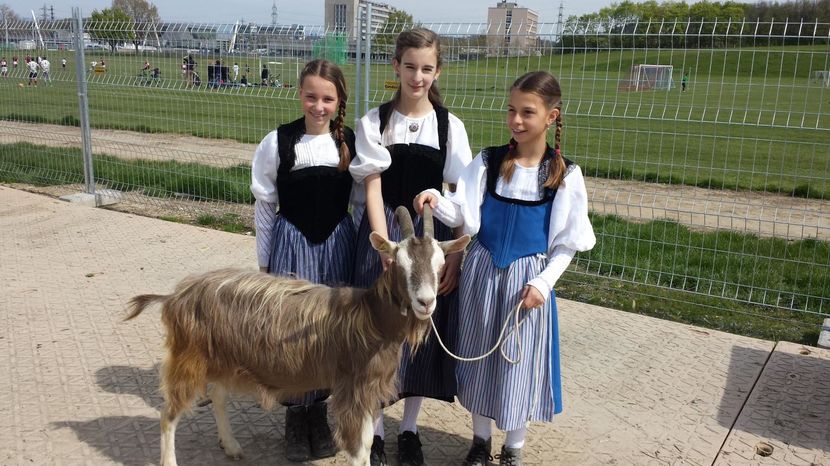 Fetitele cu Toggenburg caprita - Rase de oi si capre poze deosebite 13
