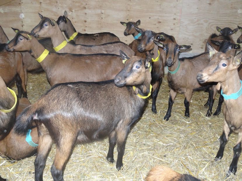 Frumuseti-7mn - Rase de oi si capre poze deosebite 13