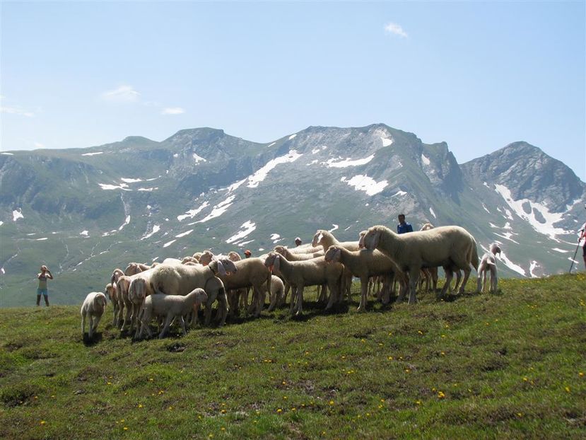 Oitele Bergschaf pe munte la iarba - Rase de oi si capre poze deosebite 13