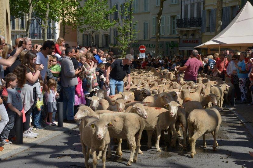 Pe drumuri cu turma-7b4 - Rase de oi si capre poze deosebite 13