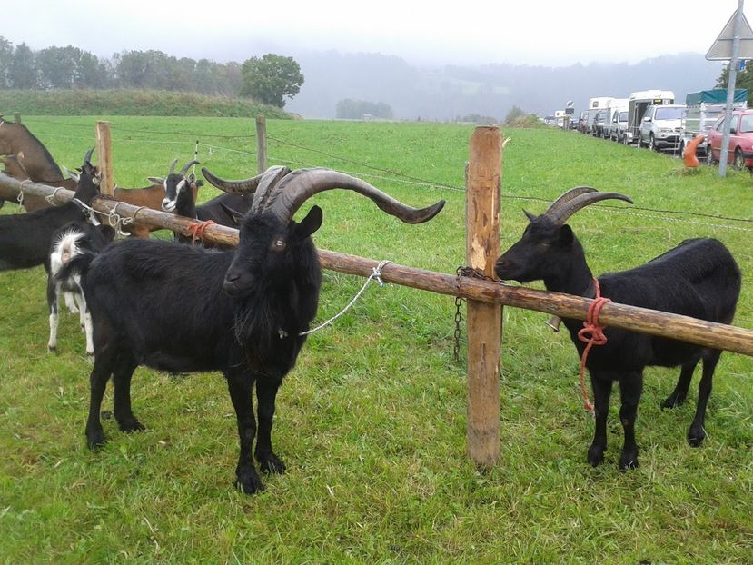 Rasa Nera-Verzasca-6hu - Rase de oi si capre poze deosebite 13
