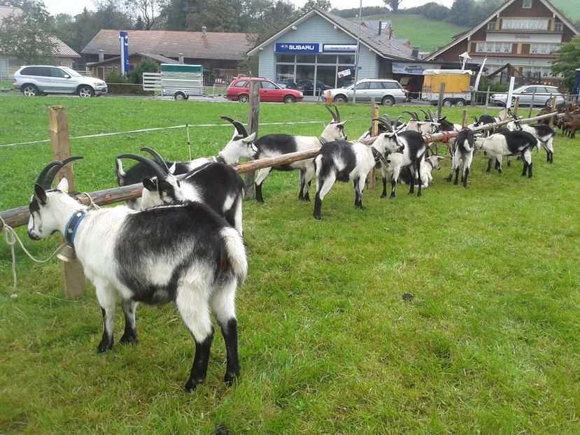 Rasa Paun la stand - Rase de oi si capre poze deosebite 13