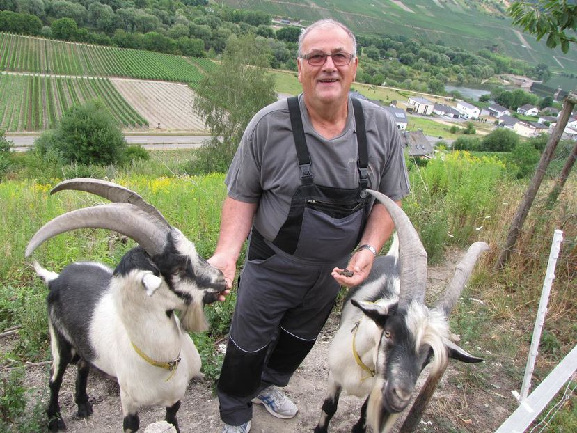 Tapii Paun frumosi-6vrr - Rase de oi si capre poze deosebite 13