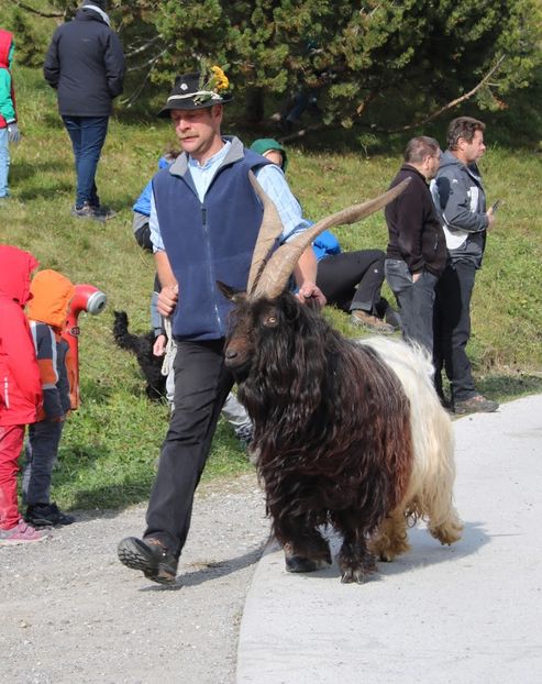Tapul Walliser la drum - Rase de oi si capre poze deosebite 13