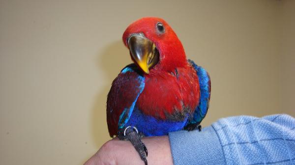 DSC03582-600x337 - ECLECTUS