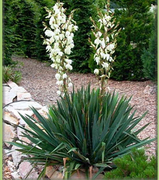 Yucca filamentosa Yucca de gradina cu floare alba 15 RON; Este o planta care ramine verde pe tot parcursul celor patru anotimpuri.

