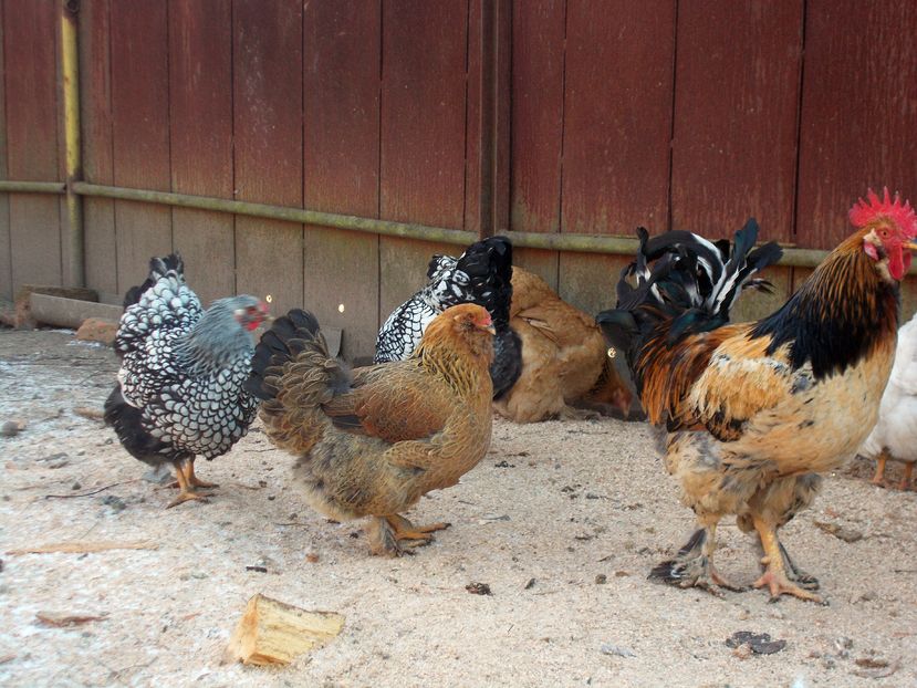 cocosul cu suratele3 - De prin curte adunate 2017