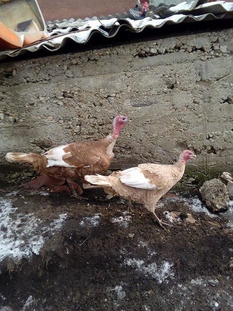 Curci rosii de bourbon